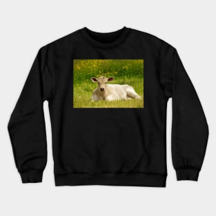 Calf in a  field of butter cups Crewneck Sweatshirt